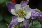 Columbine Macro<BR>September 28, 2009