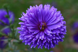 Unknown Purple Flower Macro<BR>October 20, 2009