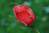 Red Rosebud Macro<BR>June 16, 2010