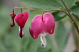 Bleeding Heart Macro<BR>June 23, 2010