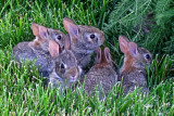 Baby Rabbits<BR>June 25, 2010
