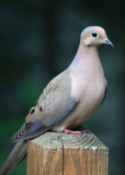 Mourning Dove<BR>June 28, 2010