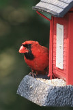 Cardinal at Feeder<BR>July 7, 2010