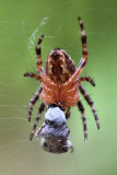 Spider Macro<BR>July 19, 2010