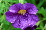 Purple Flower Macro<BR>July 23, 2010