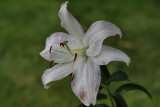 Lilly Macro<BR>August 3, 2010