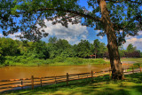 Muddy Pond in HDR<BR>August 6, 2010