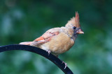 Young Cardinal<BR>August 10, 2010