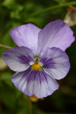 Pansy Macro<BR>August 16, 2010