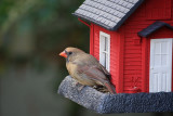 Female Cardinal<BR>September 10, 2010