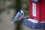 Nuthatch with Seed<BR>October 20, 2010