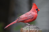 Cardinal<BR>October 21, 2010