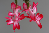 Christmas Cactus from Above<BR> November 22, 2010