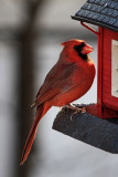 Cardinal<BR> November 26, 2010