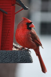 Cardinal at Bird Feeder<BR>December 8, 2010