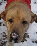 Snow on the Nose<BR>December 17, 2010