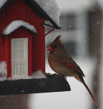 Female Cardinal in the Snow<BR>January 12, 2011
