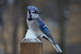Bluejay in the Snow<BR>January 18, 2011