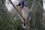 Bluejay in White Pine<BR>February 2, 2011