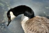 Closeup of goose