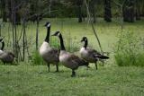 Geese at Swamp 2