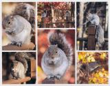 Squirrel Collage