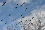 Geese Flying over Peebles Island