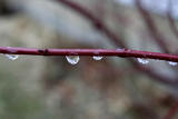 Water Drops on a Branch