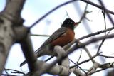 Robin in Tree