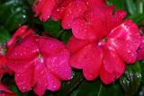 June 3, 2006<BR>New Guinea Impatiens