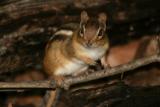 June 10, 2006<BR>Chipmunk