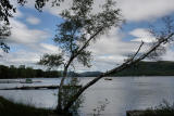 Tree at Lake