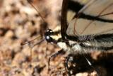 Eastern Tiger Swallowtail Macro