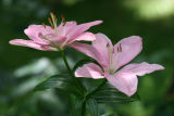 July 5, 2006<BR>Asiatic Lillies