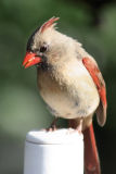 July 6, 2006<BR>Female Cardinal