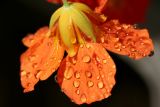 July 14, 2006<BR>Nasturtium