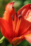 July 19, 2006<BR>Red Lilly
