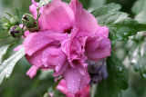 August 1, 2006<BR>Water Drops