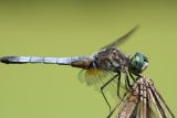 August 7, 2006<BR>Dragon Fly