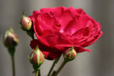 September 8, 2006<BR>Red Rose