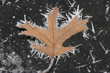 Maple Leaf on Ice<BR>February 12, 2008