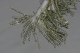 White Pine in Ice Storm<BR>February 13, 2008