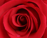 Red Rose Macro<BR>February 15, 2008