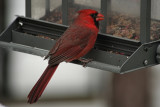 Cardinal<BR>March 12, 2008
