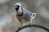 Angry Bluejay<BR>March 16, 2008