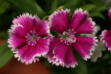 Closeup of Dianthus<BR>May 12, 2008