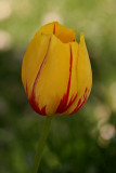 Yellow and Red Tulip<BR>May 13, 2008