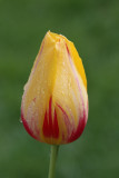 Waterdrops on Tulip<BR>May 22, 2008