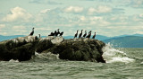 LES CORMORANS