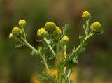 Gatkamomill (Matricaria matricarioides)